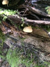 Crepidotus mollis image