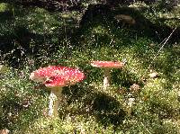 Amanita muscaria image