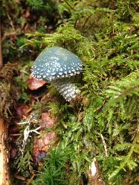 Stropharia aeruginosa image