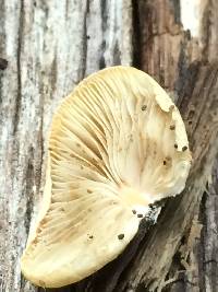 Crepidotus mollis image