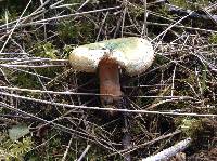 Lactarius deterrimus image