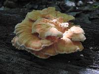 Laetiporus cincinnatus image