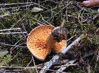 Lactarius deterrimus image