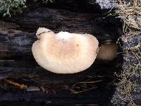 Crepidotus mollis image