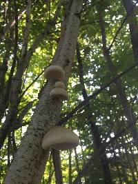 Fomitopsis betulina image