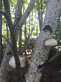 Fomitopsis betulina image