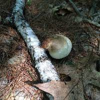 Piptoporus betulinus image