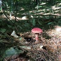 Suillus pictus image