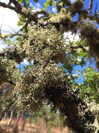 Evernia prunastri image