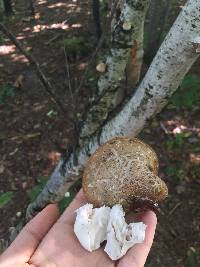 Piptoporus betulinus image