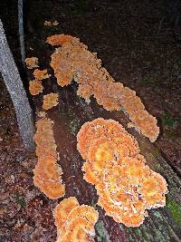 Laetiporus sulphureus image