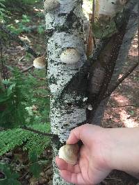 Fomitopsis betulina image