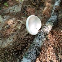 Fomitopsis betulina image