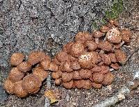 Armillaria tabescens image