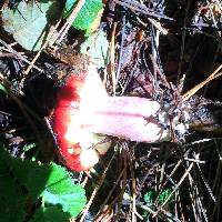 Russula sanguinaria image