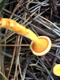 Hygrophoropsis aurantiaca image