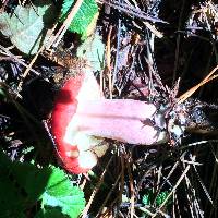 Russula sanguinaria image