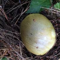 Amanita phalloides image