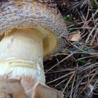 Amanita augusta image