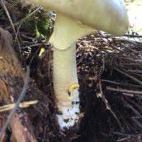 Amanita augusta image