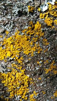 Xanthoria parietina var. parietina image