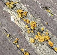 Xanthoria parietina var. parietina image