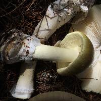 Amanita phalloides image