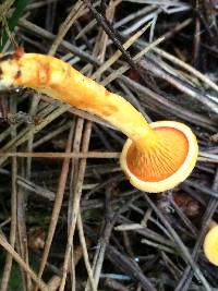 Hygrophoropsis aurantiaca image