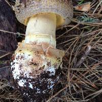 Amanita augusta image