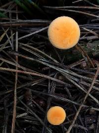 Hygrophoropsis aurantiaca image