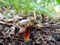 Hygrocybe conica image