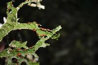 Pseudocyphellaria billardierei image