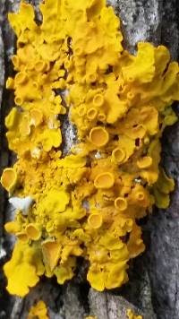 Xanthoria parietina var. parietina image