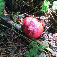 Russula sanguinaria image