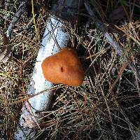 Gymnopilus sapineus image