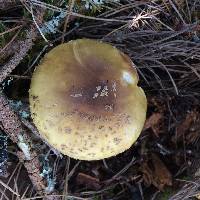 Amanita augusta image