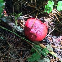 Russula sanguinaria image