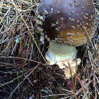 Amanita augusta image