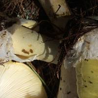 Amanita phalloides image