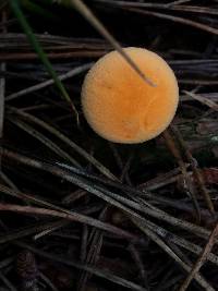 Hygrophoropsis aurantiaca image