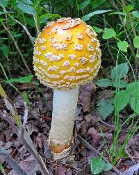 Amanita muscaria var. guessowii image