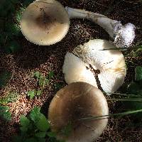 Amanita phalloides image