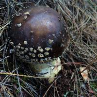 Amanita augusta image