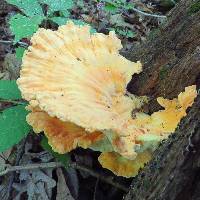 Laetiporus sulphureus image