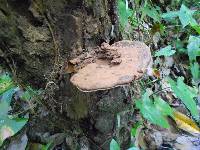 Ganoderma applanatum image