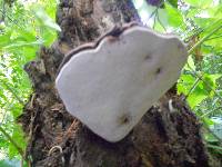 Ganoderma applanatum image