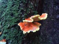 Laetiporus conifericola image