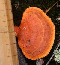 Pycnoporus coccineus image