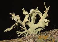 Ramalina canariensis image