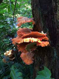 Laetiporus conifericola image